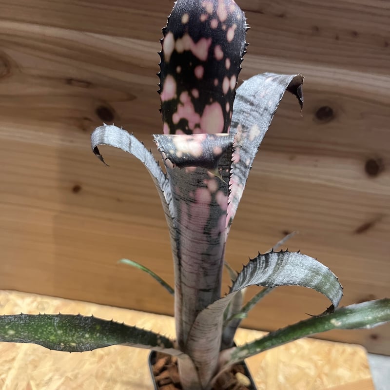 ビルベルギア Billbergia Canvey ' Line' ビルベルギア パイプライン | GREEN LUCK