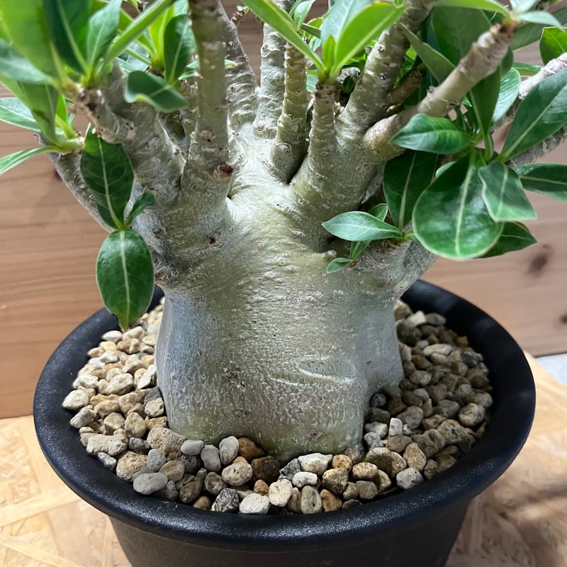 アデニウム アラビカム Adenium アデニウム アラビカム | GREEN LUCK