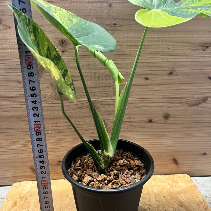 モンステラ デリシオーサ 'ポンポン' | GREEN LUCK