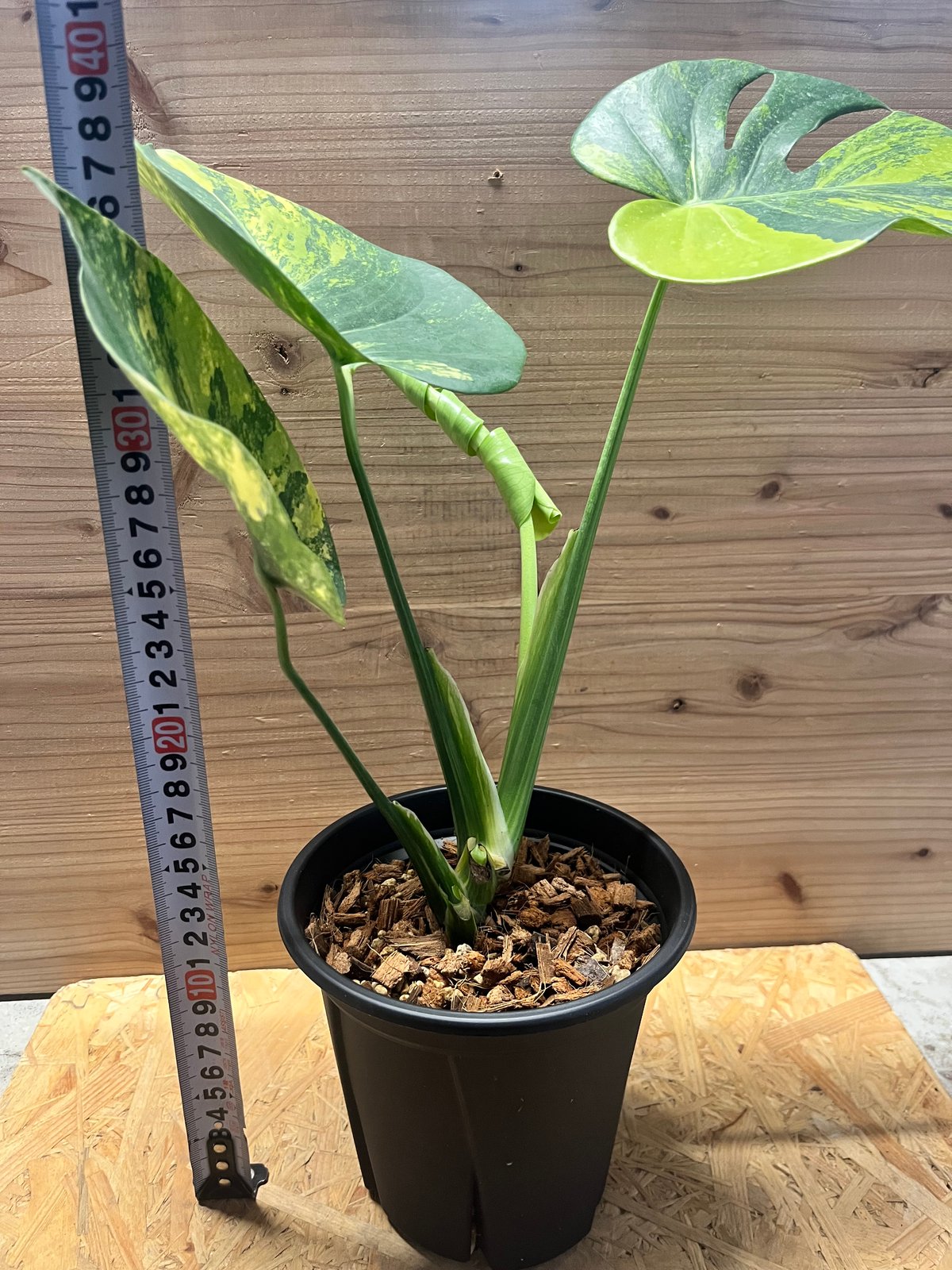 モンステラ デリシオーサ 'ポンポン' | GREEN LUCK