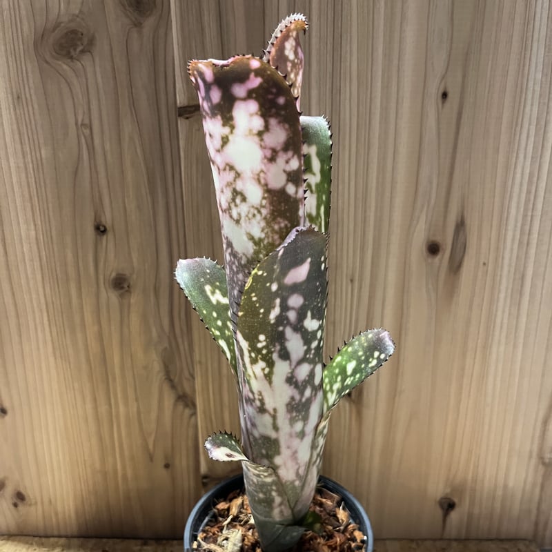 ビルベルギア メリーモナーク　美株！ ビルベルギア メリーモナーク | GREEN LUCK