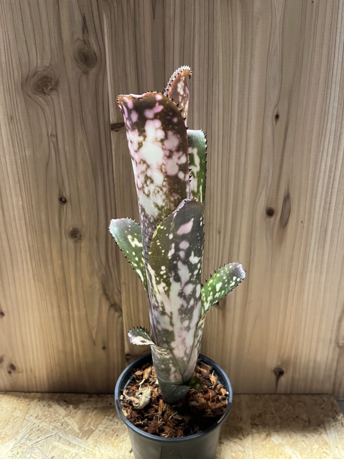 ブロメリア・エアープランツ Billbergia Merrie Monarch ビルベルギア メリーモナーク | GREEN LUCK