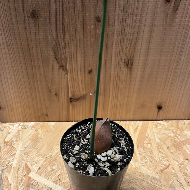 ディオーン スピヌロスム | GREEN LUCK