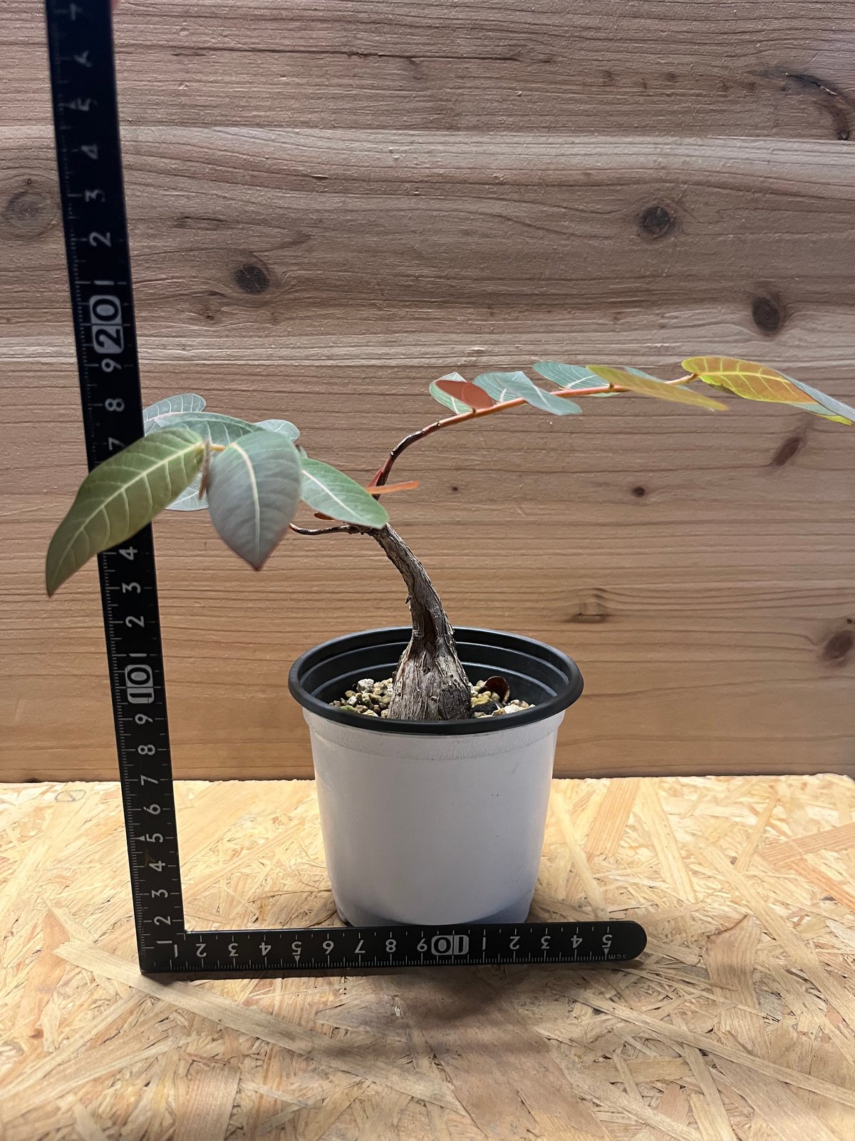 フィランサス ミラビリス | GREEN LUCK