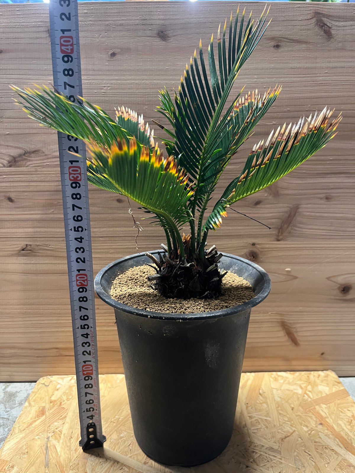 金環ソテツ fit=scale-down,w=1200