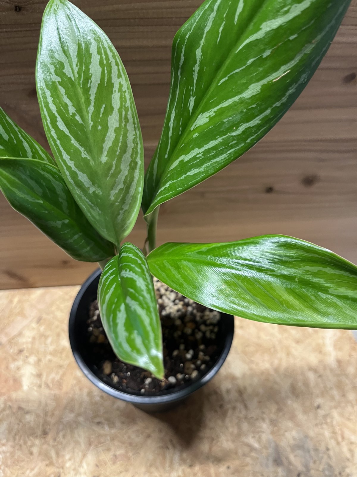 激安大セール Aglaonema アグラオネマ ニティドゥム カーティシー 脇芽