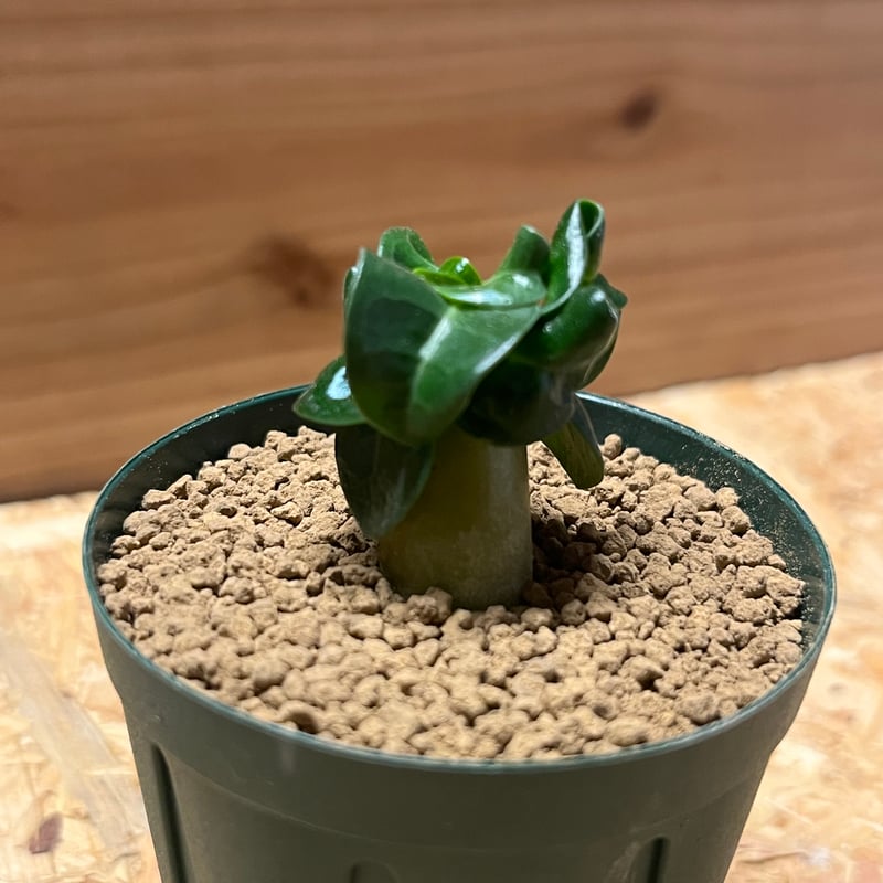 アデニウム アラビカム 獅子葉 | GREEN LUCK