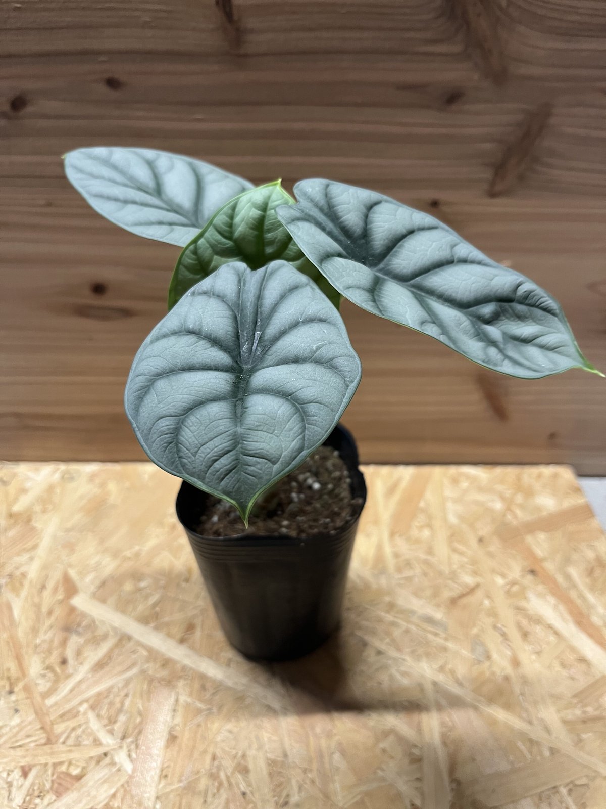 アロカシア シルバードラゴン | GREEN LUCK