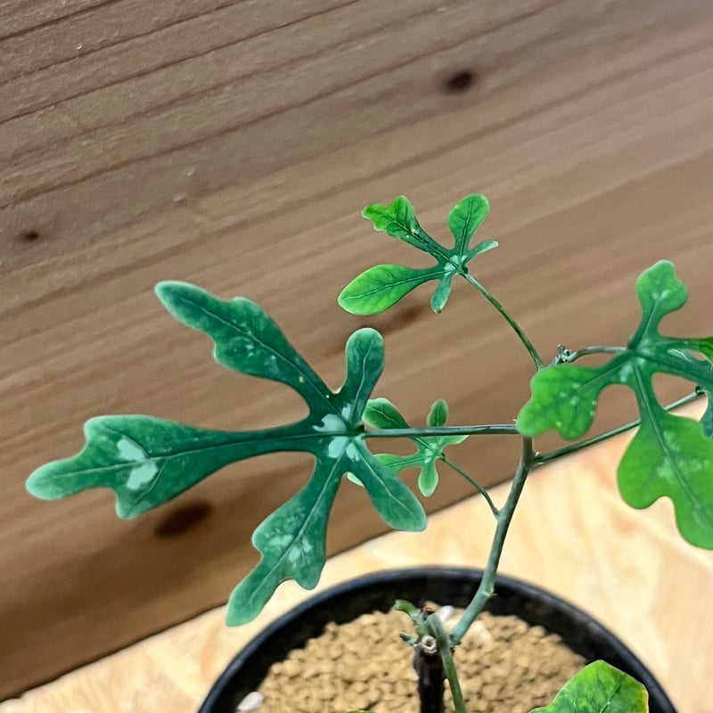 アデニア ペリエリ | GREEN LUCK