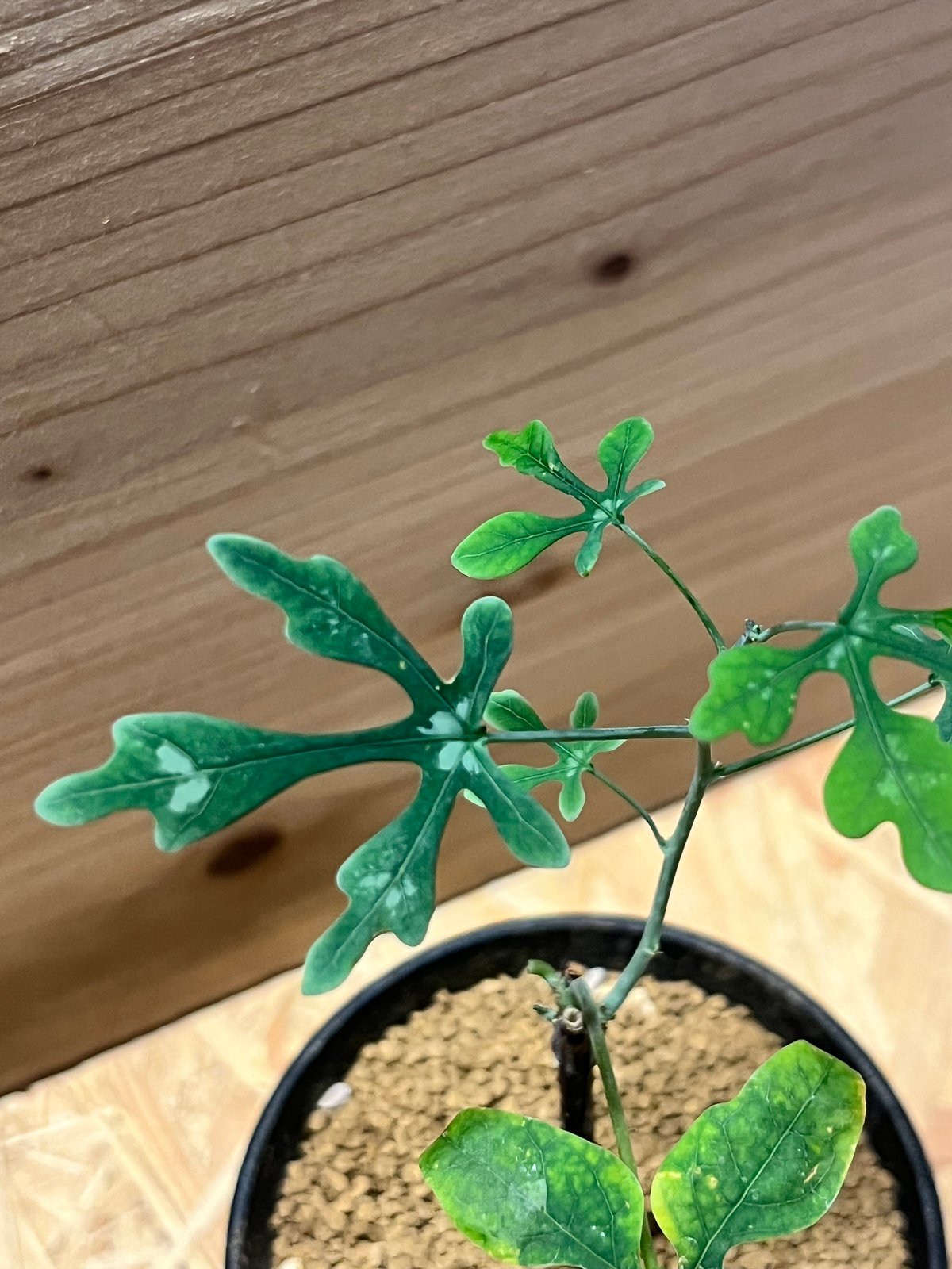 アデニア ペリエリ | GREEN LUCK