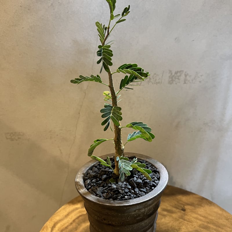 センナ メリディオナリス実生×土京鉢 | GREEN LUCK