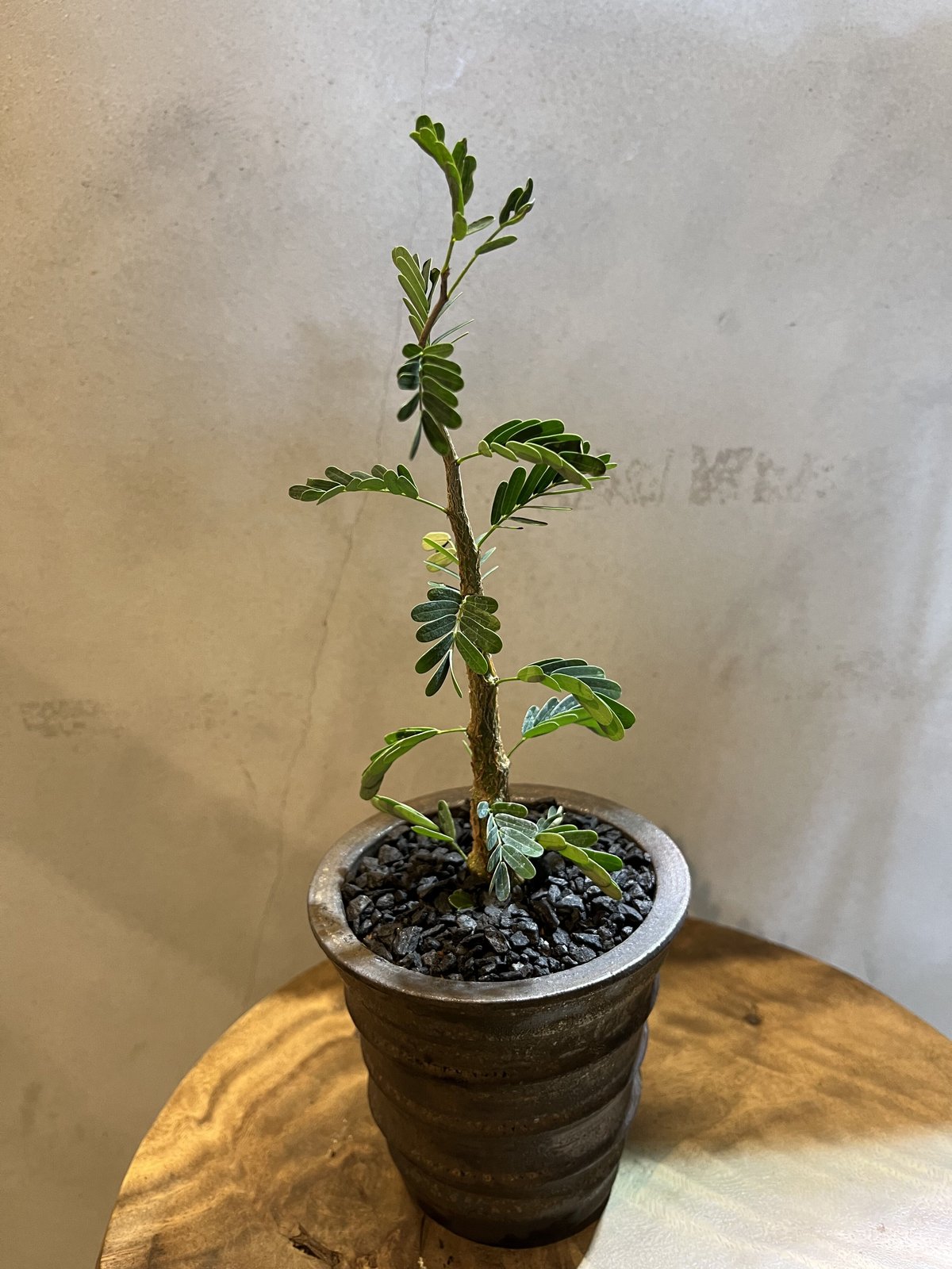 【鉢ごとメルカリ便発送】センナ　メリディオナリス　実生 センナメリディオナリス 実生(C) - メルカリ