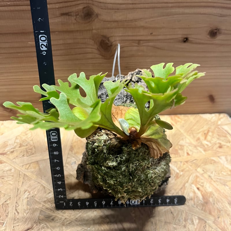 ビカクシダ リドレイ ドワーフ シルベリー | GREEN LUCK