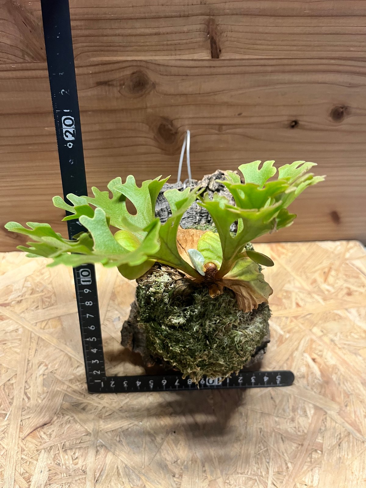 ビカクシダ リドレイ ドワーフ シルベリー | GREEN LUCK