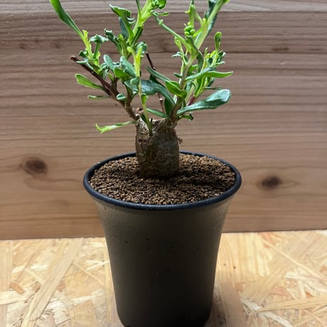 オトンナロバタ | STORES