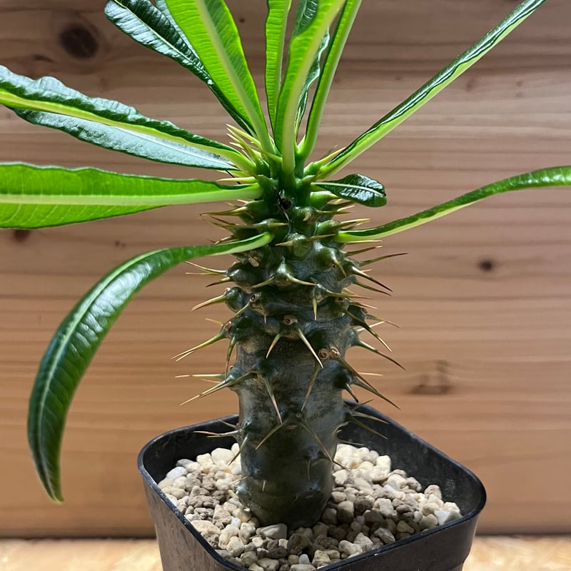 パキポディウム アンボンゲンセ | GREEN LUCK