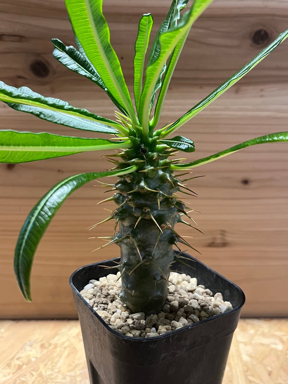 パキポディウム アンボンゲンセ | GREEN LUCK