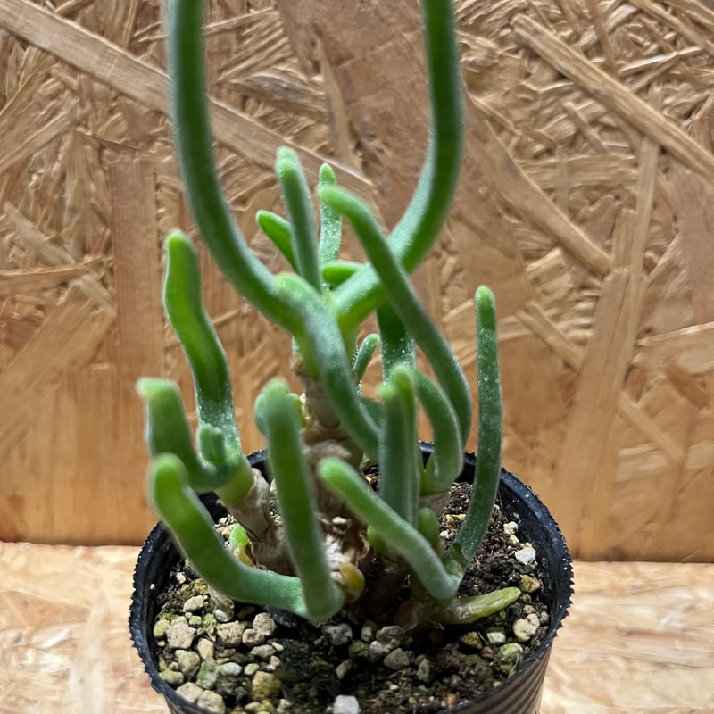 モニラリア モニリフォルミス | GREEN LUCK