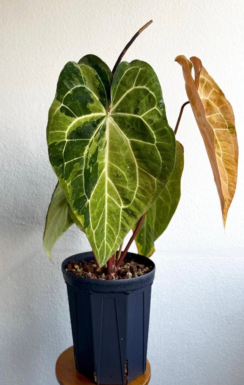 【HS】アンスリウム　パンプキンスパイス 🎃Anthurium 'Pumpkin Spice' 🎃 @understory_oasis #aroid