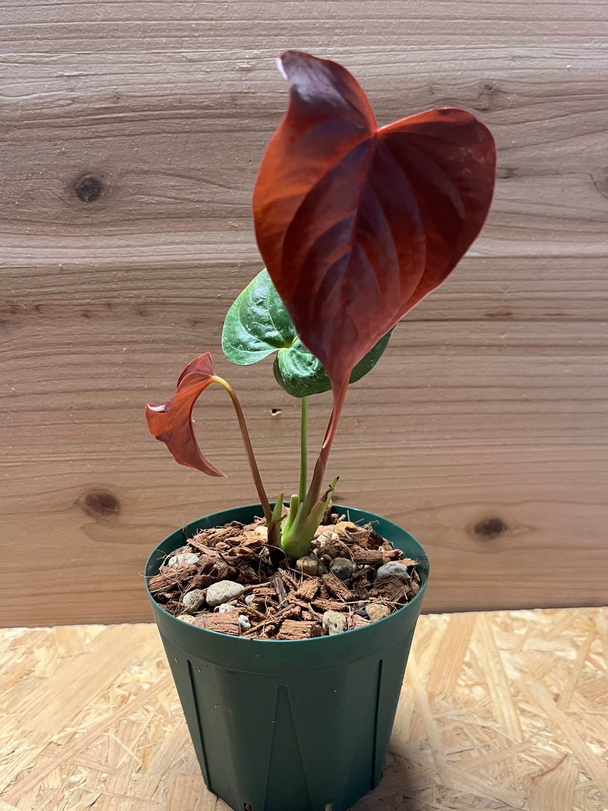 アンスリウム ロムズレッド 大株 葉数多め 株分け可能 15cmロングポット アンスリウム ロムズレッド 大株 葉数多め 株分け可能 15cmロング