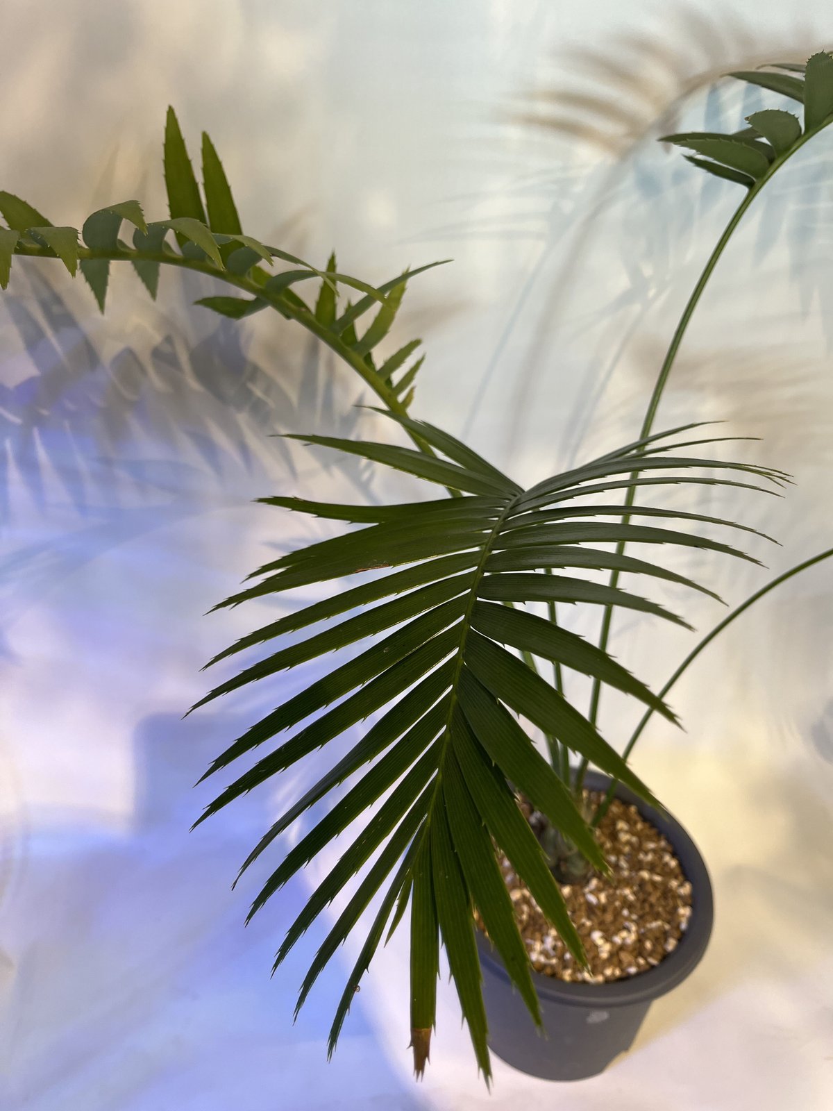 ディオーン スピヌロスム | GREEN LUCK