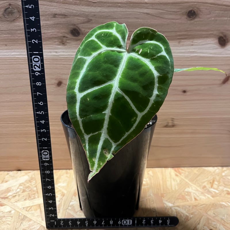 アンスリウム クリスタリナム | GREEN LUCK