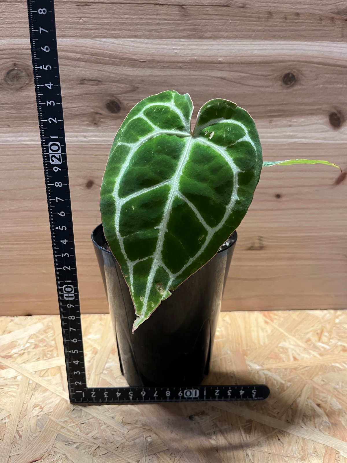 NMP様　特価激レア　アンスリウム　クリスタリナム　ミント　斑入り　バリエガータ 65 アンスリウム クリスタリナム ハイブリッド 斑入り 激レア