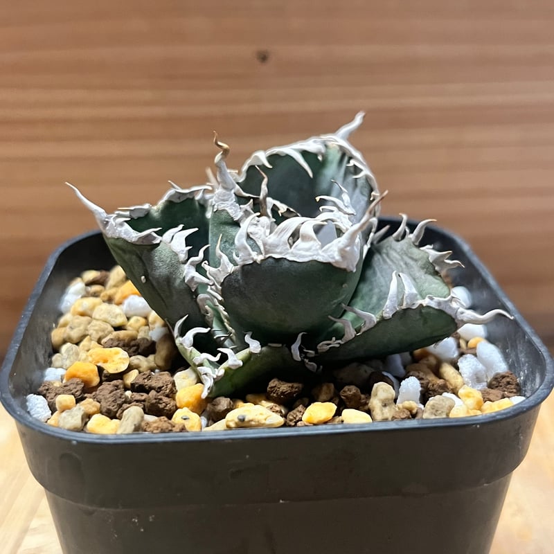 アガべ チタノタ '金剛' | GREEN LUCK