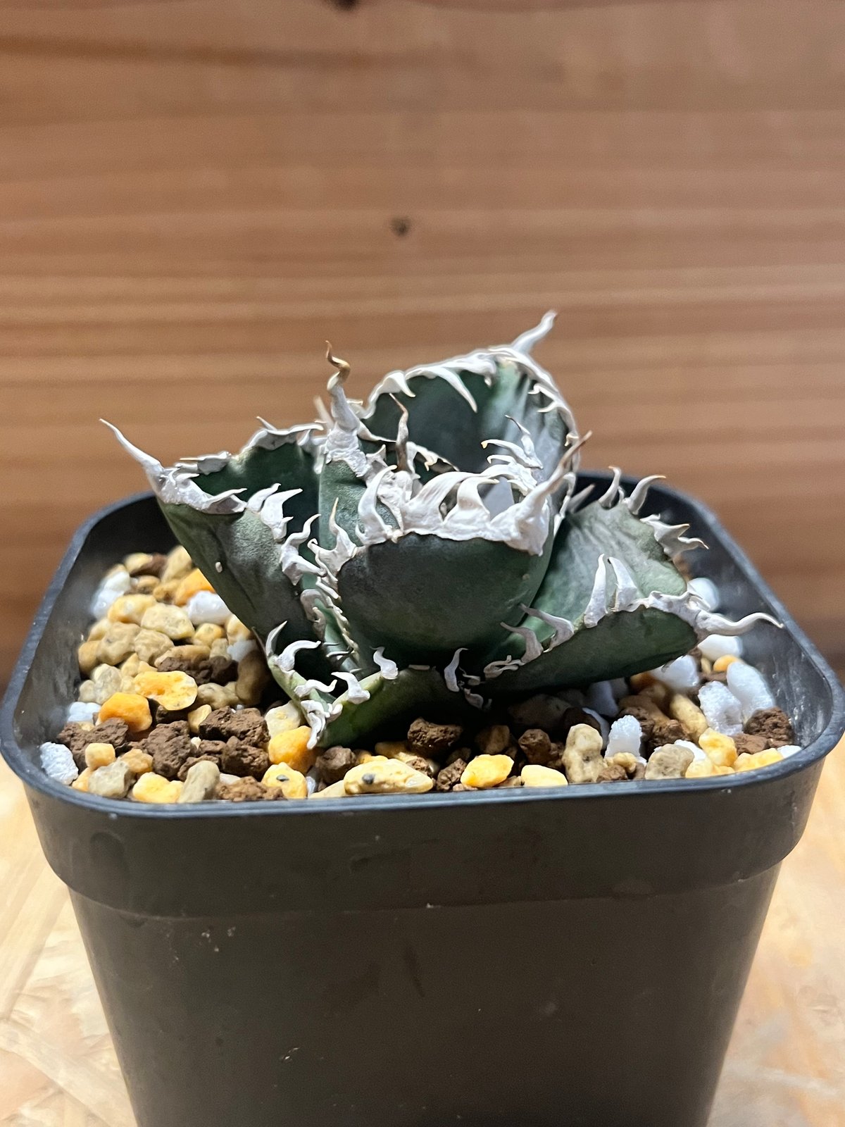 アガベ チタノタ 金剛 アガべ チタノタ '金剛' | GREEN LUCK