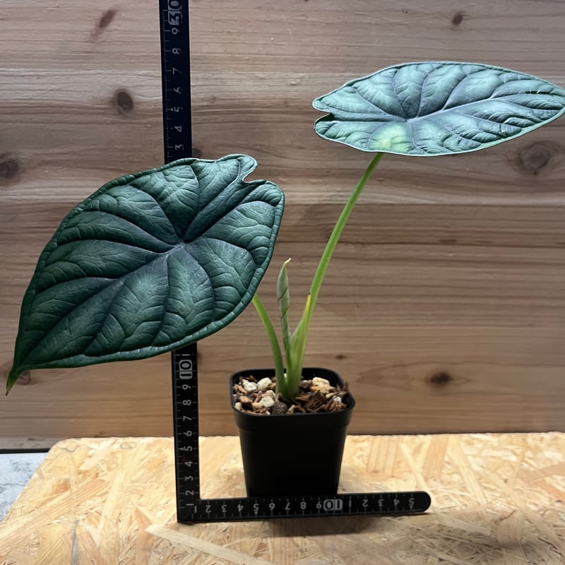 Alocasia dragon scale / アロカシア ドラゴンスケール② Alocasia dragon scale / アロカシア ドラゴンスケール②