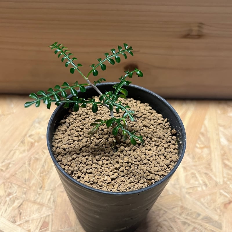 オペルクリカリア パキプス | GREEN LUCK