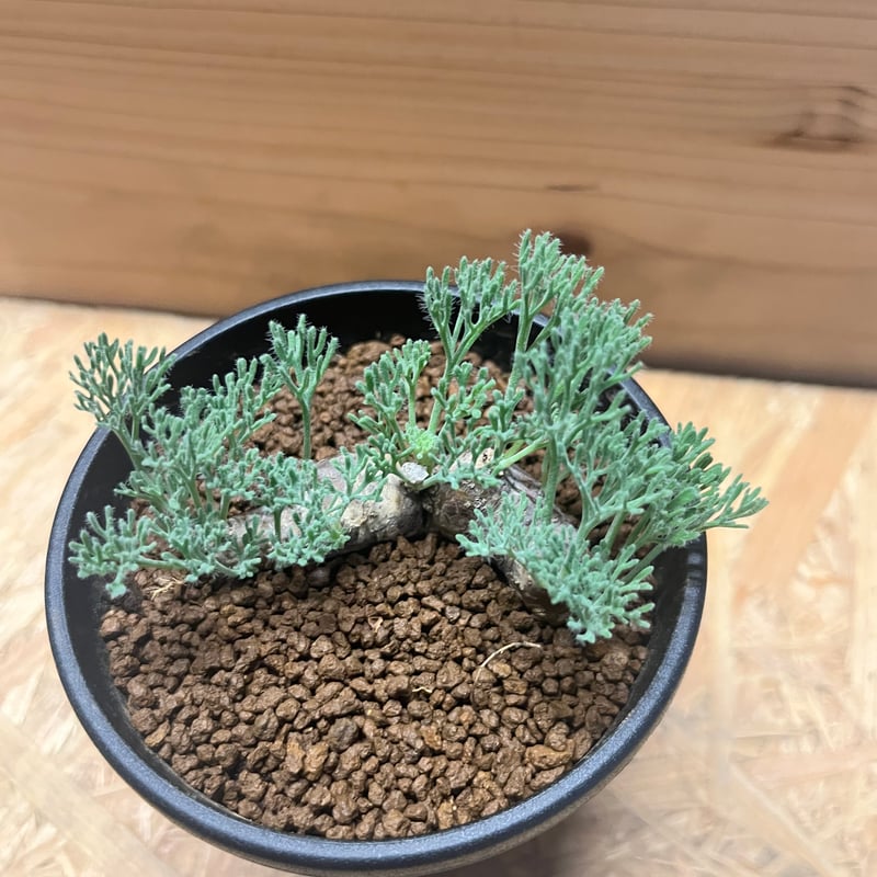 【サマーセール】モンソニア　ムルチフィダ モンソニア ムルチフィダ | GREEN LUCK