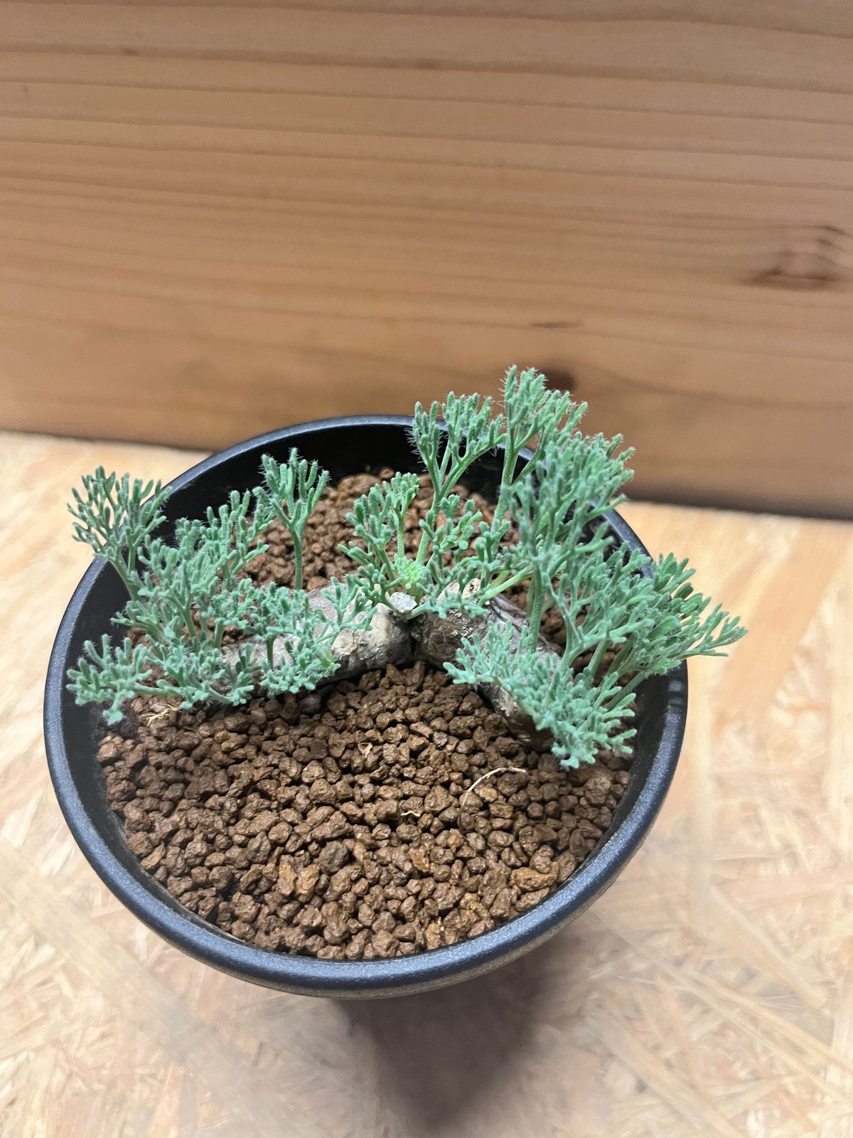 モンソニア ムルチフィダ | GREEN LUCK