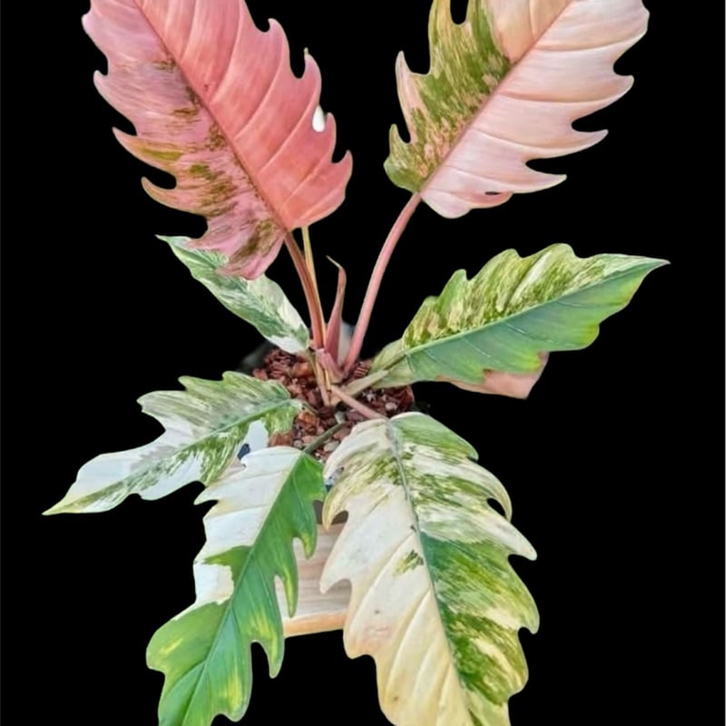 フィロデンドロン キャラメルマーブル | GREEN LUCK