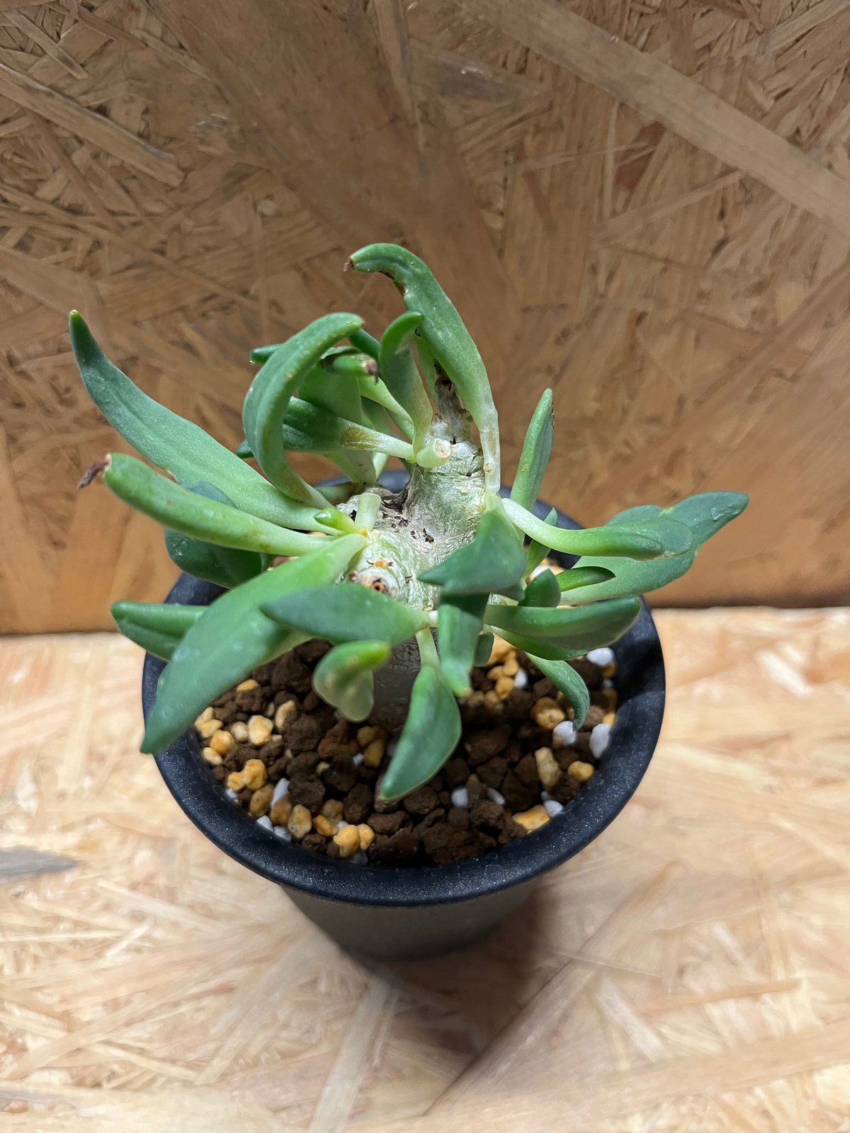 万物想②　実生　チレコドン　レティキュラーツス チレコドン レティキュラーツス 