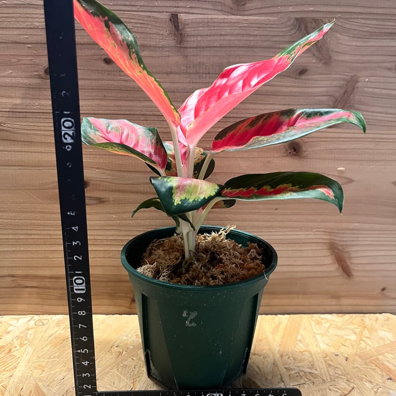 超絶希少❗️葉ぶり多め❗️アグラオネマレッドエメラルドドラゴン 新芽付✨️ 超絶希少❗️葉ぶり多め❗️アグラオネマレッドエメラルドドラゴン