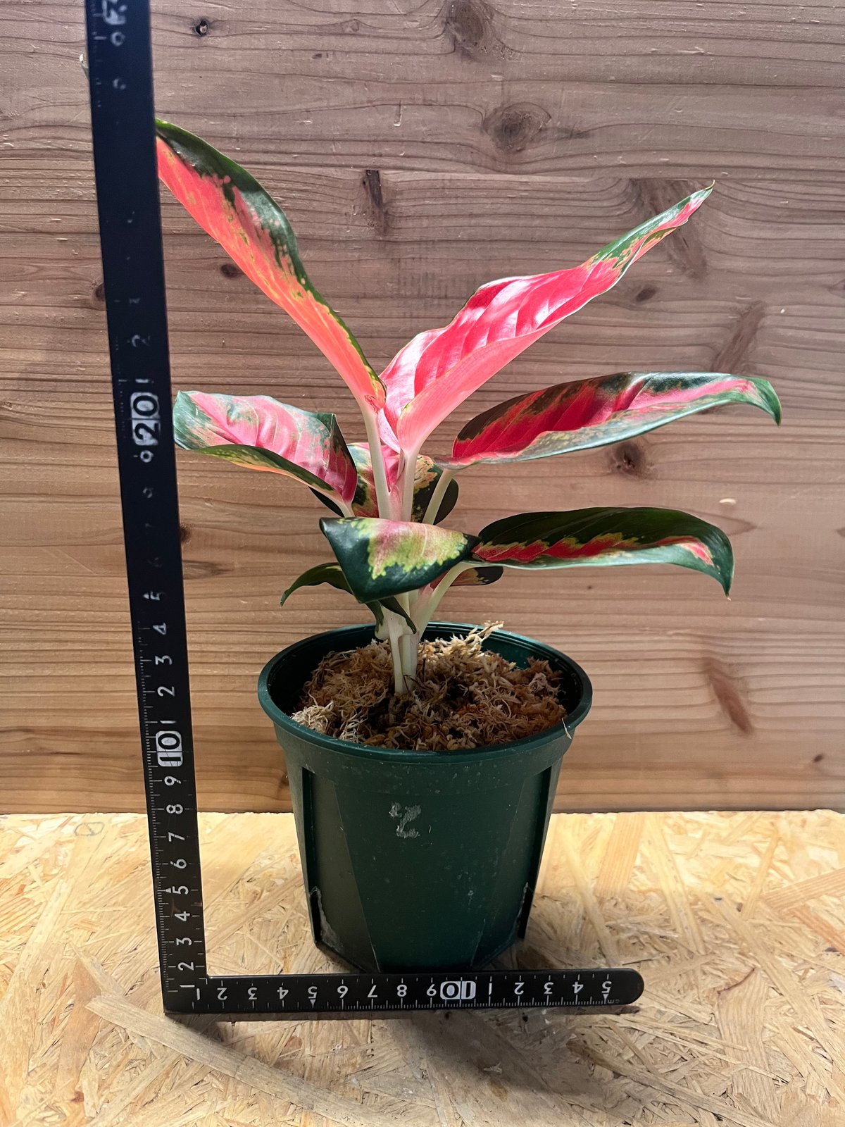 アグラオネマ 'レッドドラゴン' | GREEN LUCK