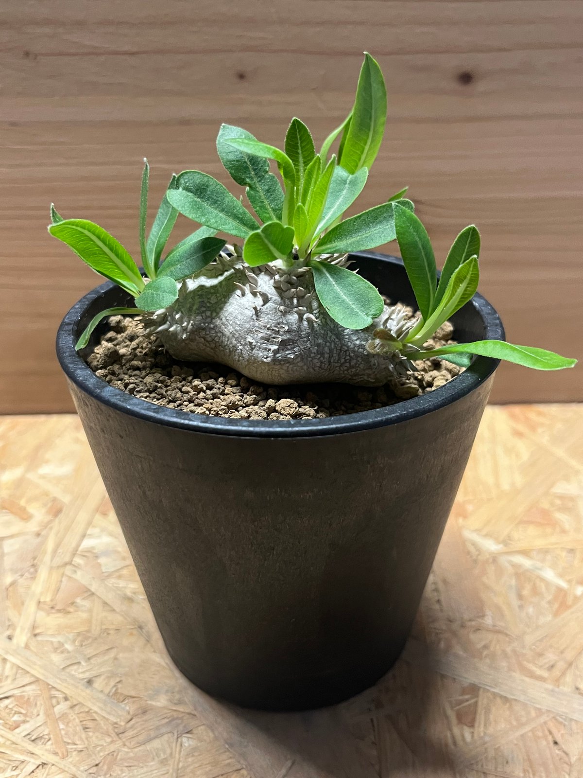 パキポディウム 恵比寿笑い | GREEN LUCK