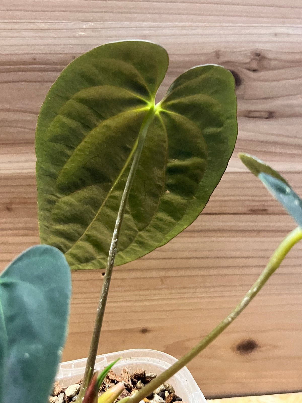 アンスリウム パピリラミナム 'グナヤラ' | GREEN LUCK