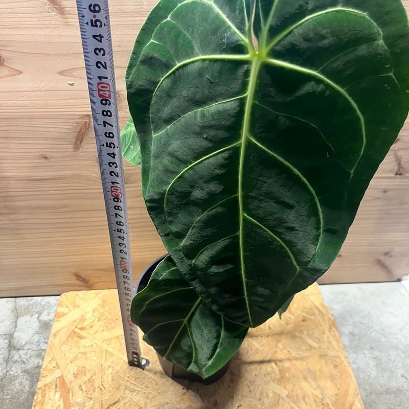 アンスリウム レガレ | GREEN LUCK