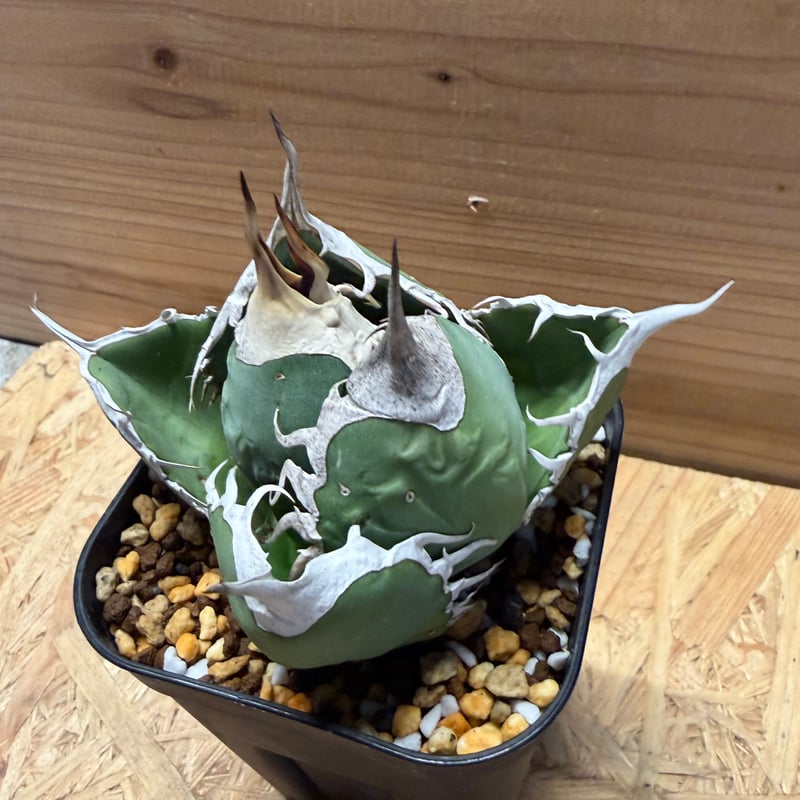 アガベ オテロイ オアハカ | GREEN LUCK