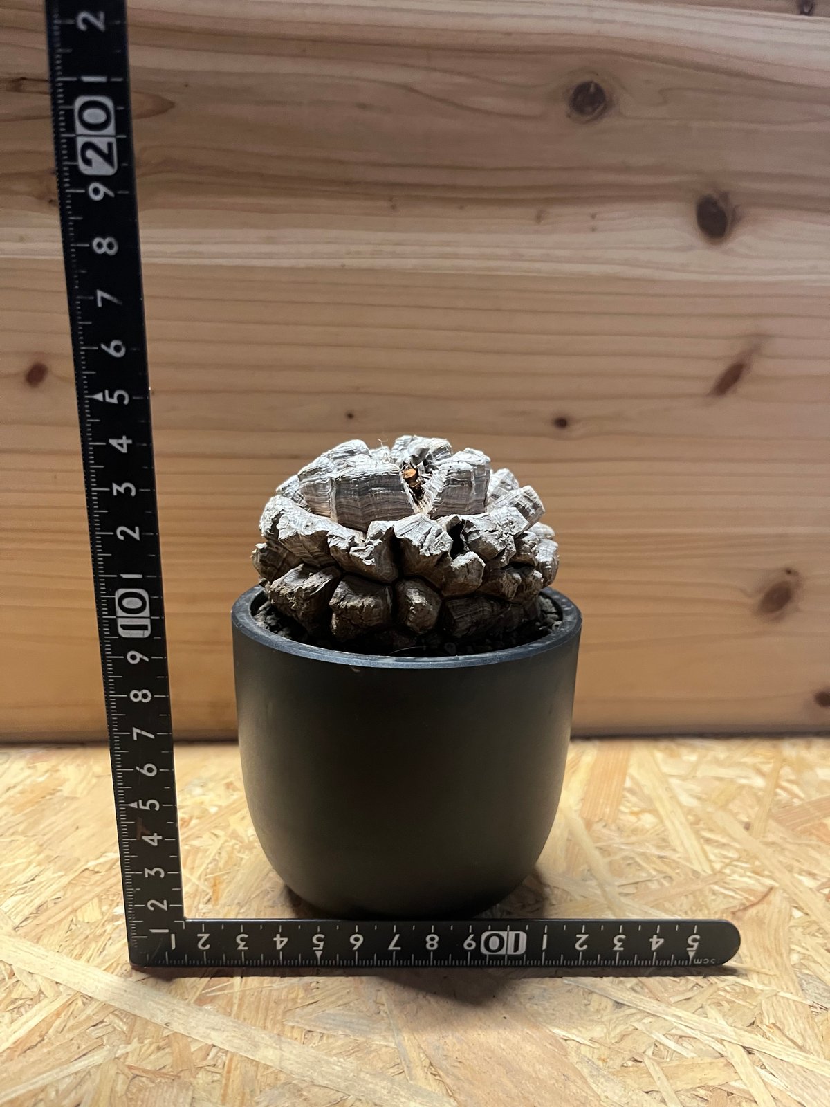 ディオスコレア エレファンティペス 亀甲竜 | GREEN LUCK