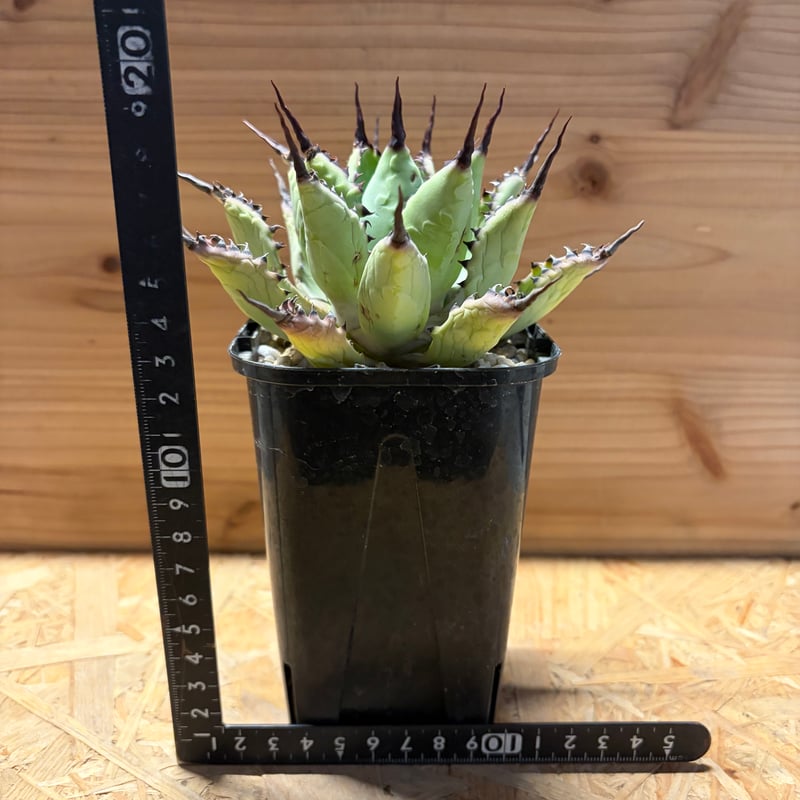 アガベ 八荒雷神 陽炎タイプ | GREEN LUCK