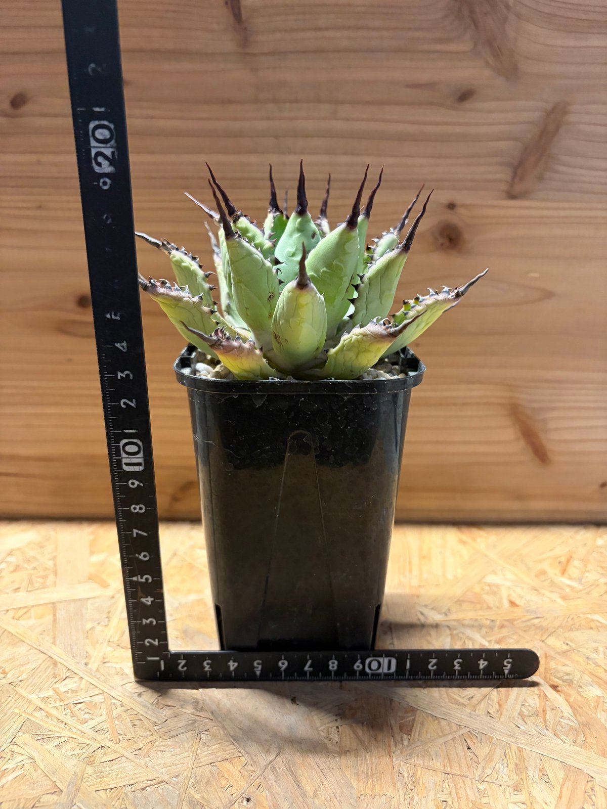 アガベ 八荒雷神 陽炎タイプ | GREEN LUCK