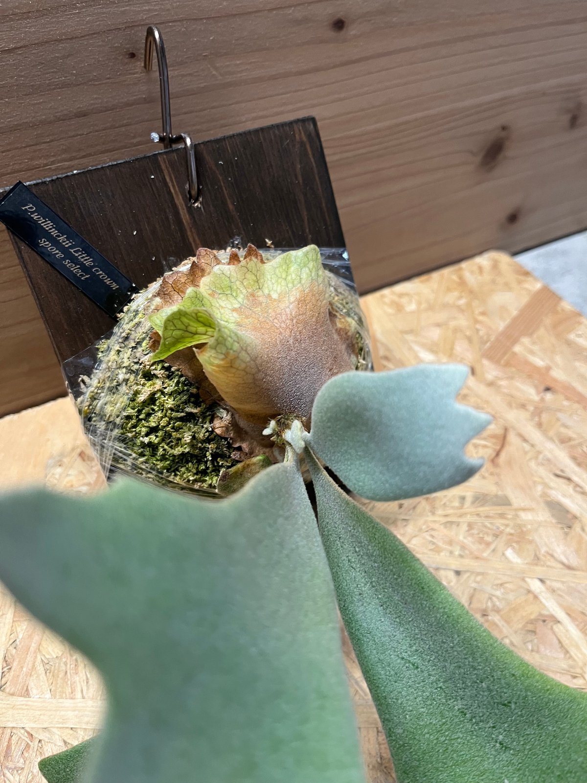 ビカクシダ　リトルクラウン胞子体① P.willinckii Little Crown sporelings 【artPLANTs/PLANTS