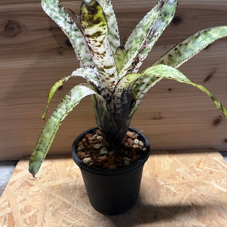 エクメアオーランディアナ | STORES