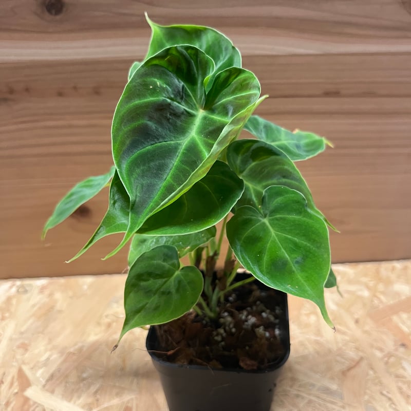 フィロデンドロン ベルコーサム | GREEN LUCK