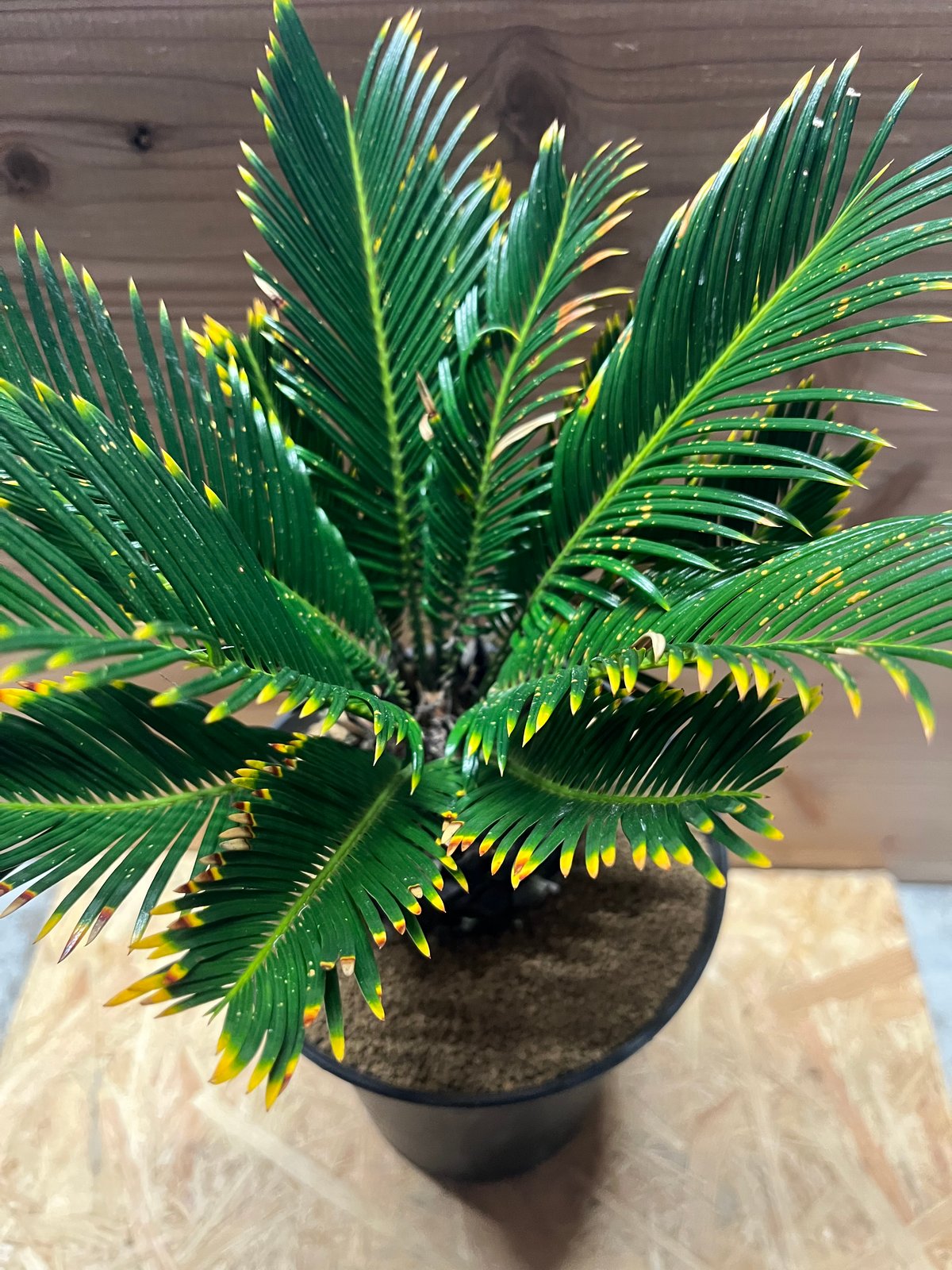 斑入りソテツ / 蘇轍 サイカス 沖縄産 黄金ソテツ 金環ソテツ 極希少