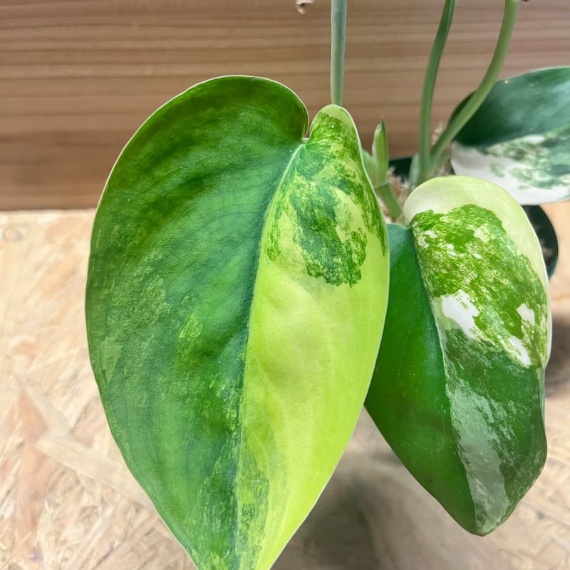 スキンダプサス ジェイドサテン バリエガータ | GREEN LUCK