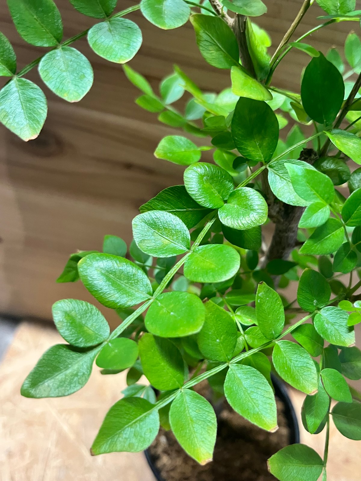 サマーセール！希少 hyb オペルクリカリア デカリー × ボレアリス 銅葉 3 fit=scale-down,w=1200